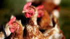 A version of bird flu has been found at an egg farm in Victoria.