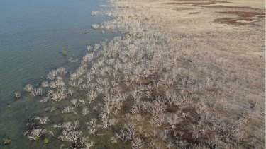 A huge stretch of coastal mangrove forest in Queensland's Gulf of Carpenteria died in late 2015.