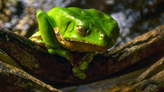The giant green monkey tree frog, which produces "kambo".