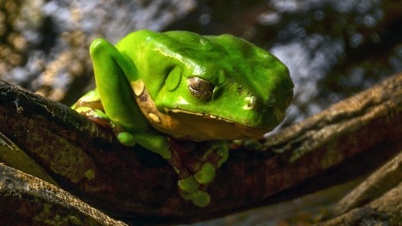The giant green monkey tree frog, which produces "kambo".