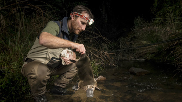 Leading Cesar ecologist and platypus researcher Joshua Griffiths returns a male platypus to a creek where it had been captured just 30 minutes earlier as part of a study.
