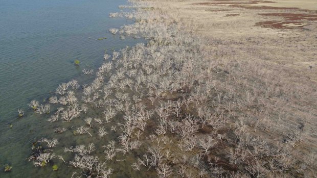 A huge stretch of coastal mangrove forest in Queensland's Gulf of Carpenteria died in late 2015.