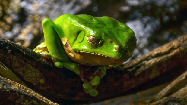 The giant green monkey tree frog, which produces "kambo".