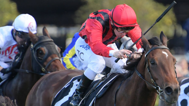 Easy does it: Rule The World will have bigger challenges to come after his win at Randwick.