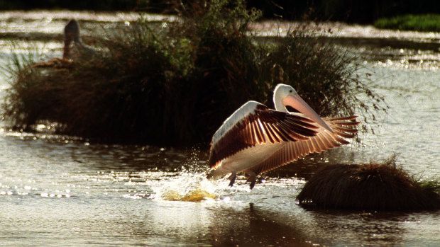 Head down to Jerrabomberra Wetlands for a fun beer and birds event, you pelican.