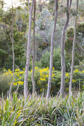 Mahonia aquifolium in flower behind eucalyptus trees.