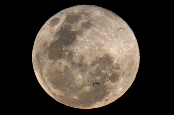 Flying foxes in front of October’s supermoon, the first in a run of three.