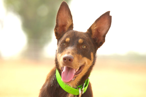 Spice the Muster Dog.