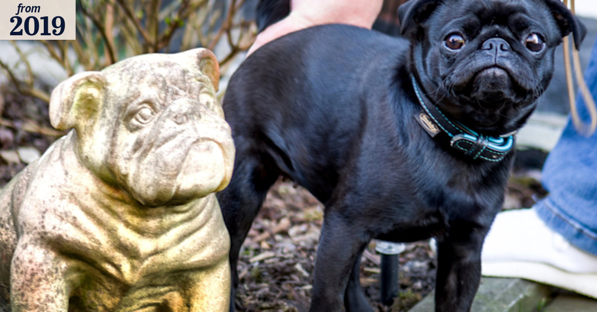 Officials lashed for seizing family's pug, selling it on eBay
