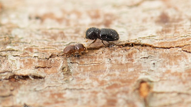 The tiny beetle that could wipe out half the trees in our cities? — GLOBAL — ERYU PROJECT