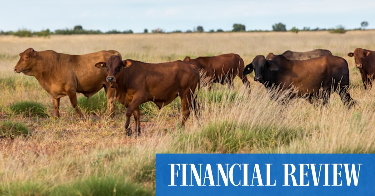 Hui Wing Mau exits WA cattle station empire Kimberley Cattle Portfolio in $300m deal - Vimarsana News