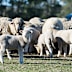 Multiple sheep were injured, with two dying as a result.