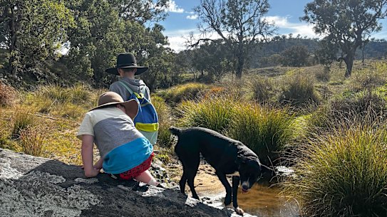 Joyce’s dog Stella in happier circumstances.