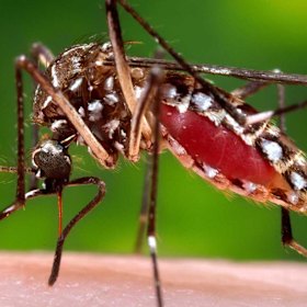 Increased mosquito populations up north also raise the risk of contracting the viruses.
