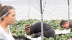 The horticulture industry could be the most affected by an extra wage rise for the lowest paid.