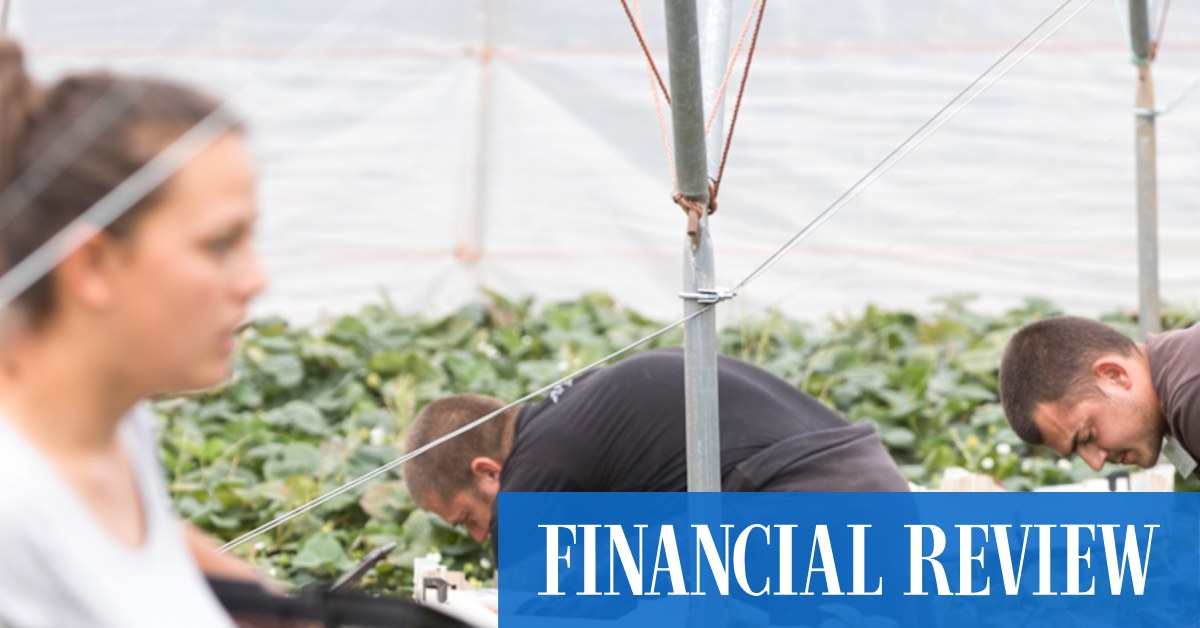 The lowest-paid workers, such as fruit pickers, could get a bigger increase than the minimum wage rise this year, sparking fears of a trickle-up effect.