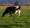 Cow cocktails join New Zealand’s battle to reach net zero emissions
