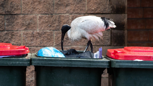 An ibis … on a bin.