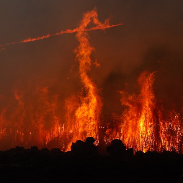 In the wake of the 2019-20 summer fires wildlife rescuers conducted “black walks”, during which they explored the charred forests to euthanise those few animals that survived.
