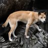 Dingoes face being wiped out in Victoria. A legal challenge hopes to stop their extinction
