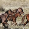 Shooting of Kosciuszko’s feral horses should be among options: scientific panel