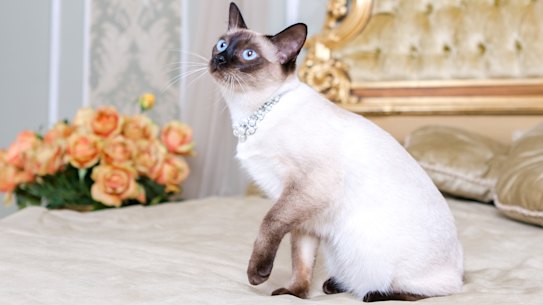 Many “pet-friendly” hotels are not friendly to cats.