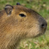 Constant side-eye: world's largest rodent finds new home at Taronga Zoo