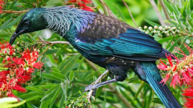 The honey-eating tui have returned, attracted by native New Zealand plants.