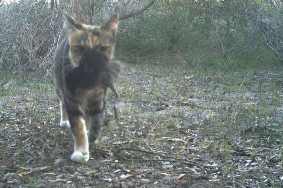 Feral cats are one of the biggest threats to endangered animals across the world. 