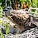 A red goshawk female with chicks in its nest on Dambimangari Country in WA’s north.