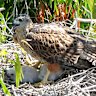 A red goshawk female with chicks in its nest on Dambimangari Country in WA’s north.