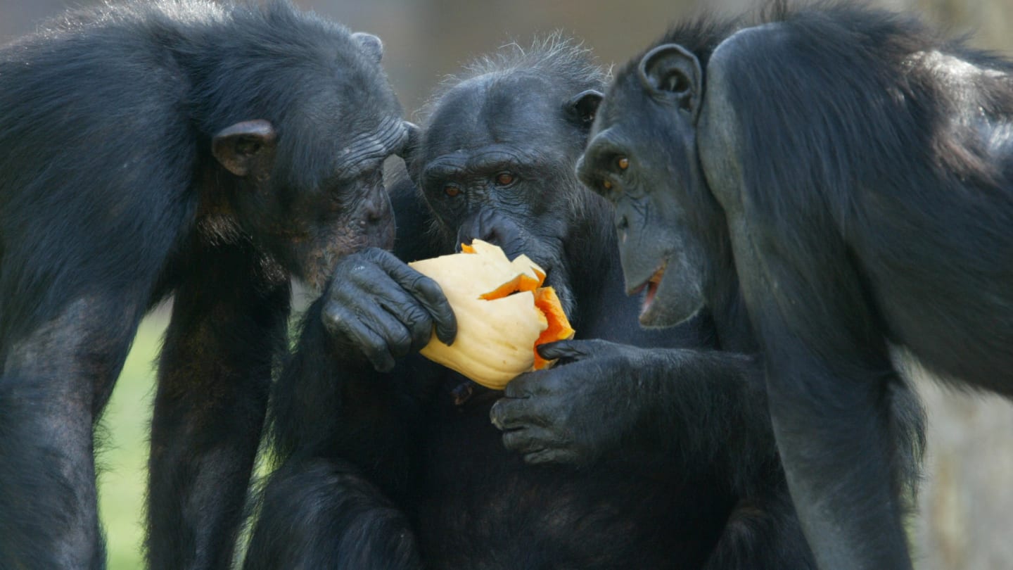 What wild animals can teach you about leadership