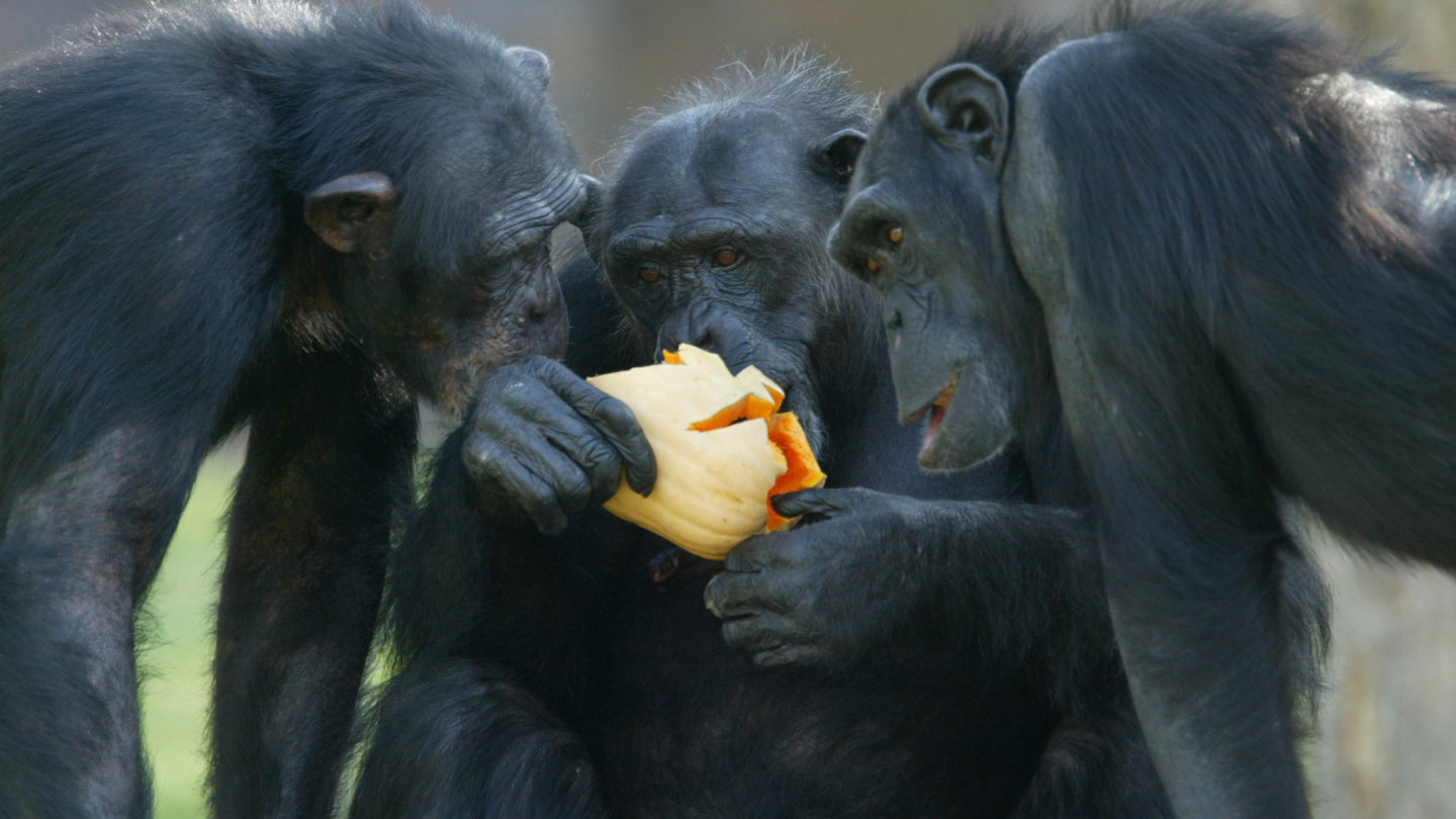 What wild animals can teach you about leadership