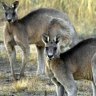 One of Canberra's largest ever kangaroo culls has finished
