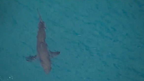 A large shark was filmed swimming nearby following the attack. A male surfer has died after being bitten by a shark near Kingscliff in northern NSW. 