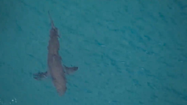 A large shark was filmed swimming nearby following the attack. A male surfer has died after being bitten by a shark near Kingscliff in northern NSW. 