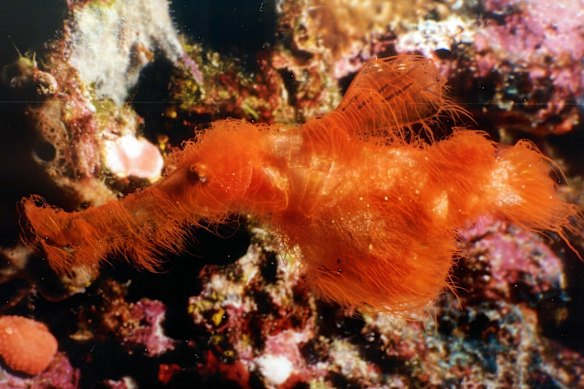 The photo that started the 25-year hunt: Dr David Harasti's first image of the hairy ghost pipefish.