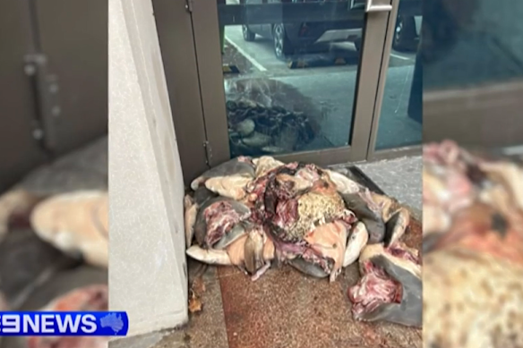 Shark heads dumped at the electoral office.