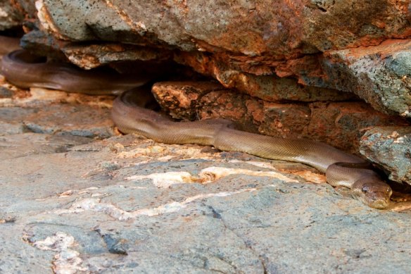 The Pilbara olive python. 