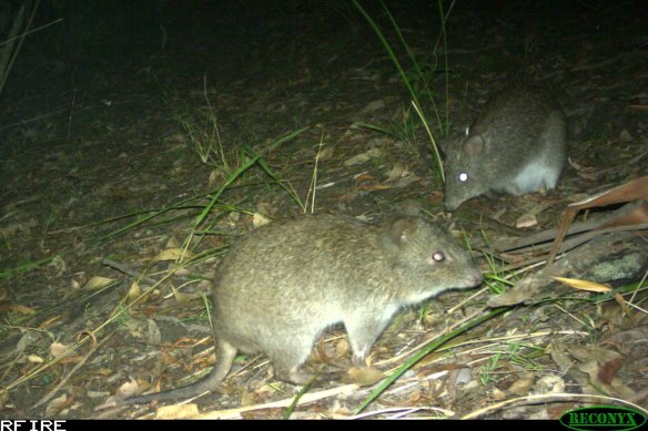 A pair of long-nosed potoroos feeding at night as photographed by one of the research group's camera.