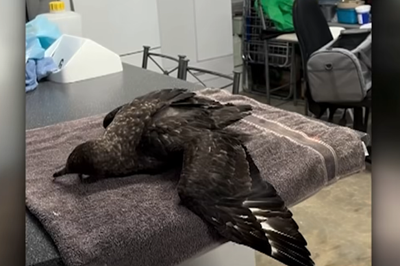 The brown skua, pictured, was found sick on a beach near Esperance in WA. It was later confirmed as the first Australian case of the deadly H5N1 variant.