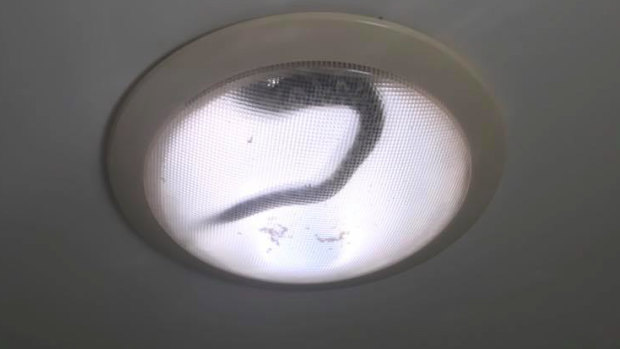 A concerned Noosaville resident called a local snake catcher after spotting a python in her bathroom skylight.