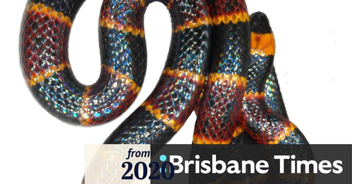 brisbane times