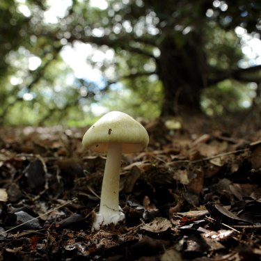 Death caps grow among oaks – and can pop up quite a distance from the actual tree.