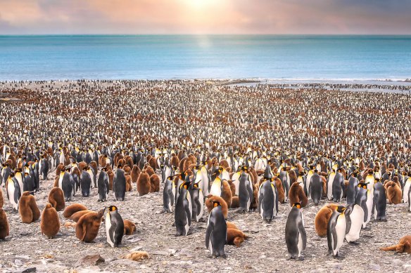 Penguins as far as the eye can see. 