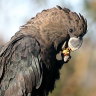 Google AI put to the test in bid to track threatened cockatoos