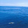Workplace safety watchdog launches legal action over Santos oil spill linked to dead dolphins