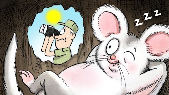 Looking for gliders.