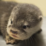 Whole otter love: Heart-melting Perth Zoo pups get first check-up