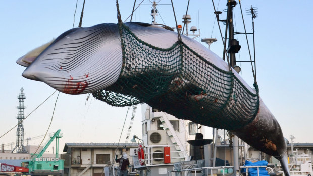 A minke whale is unloaded at a port after a whaling for 'scientific purposes
 in Kushiro, in the northernmost main island of Hokkaido. Japan.